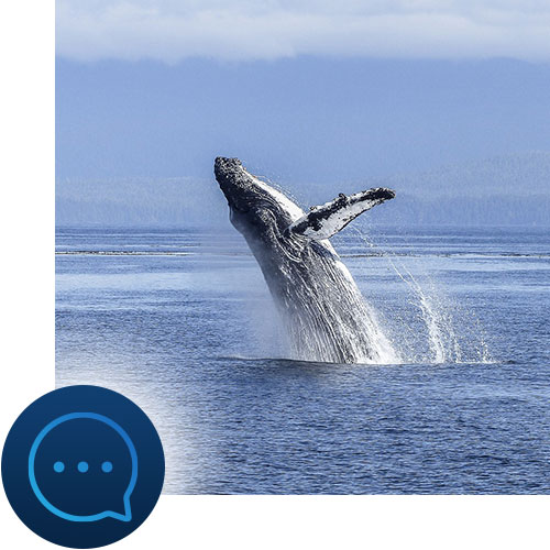 Whale jumping in the ocean with message icon representing Tour Marketing Suite managing your social media.